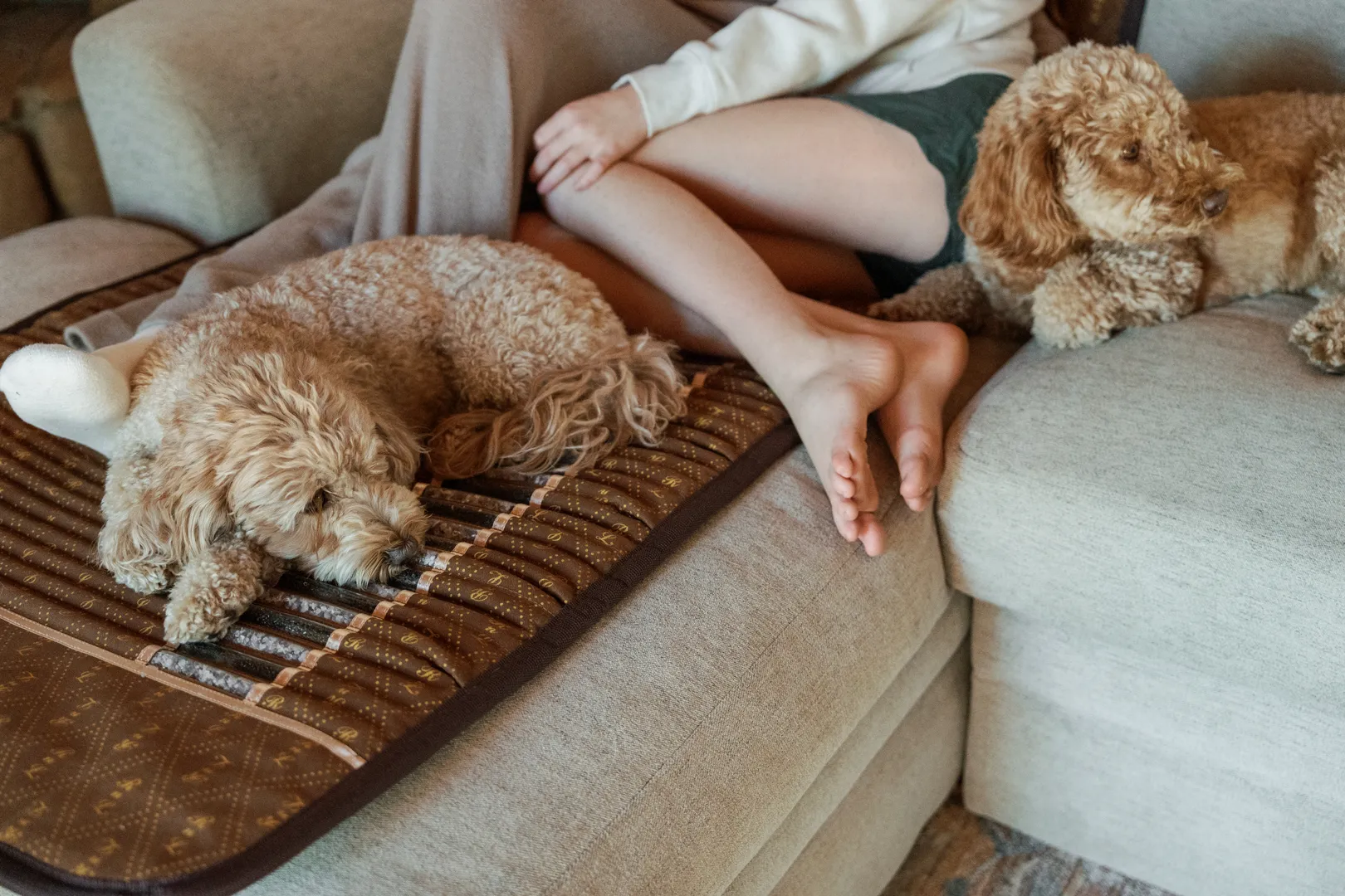 Two dogs resting on a BioMat on the couch