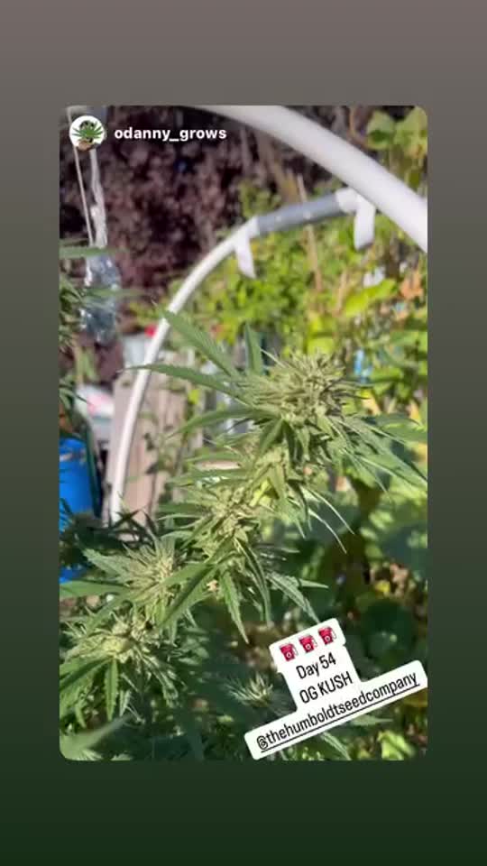 OG Kush Cannabis Seeds