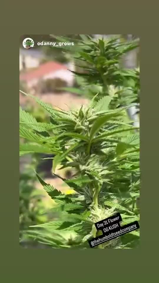 OG Kush Cannabis Seeds