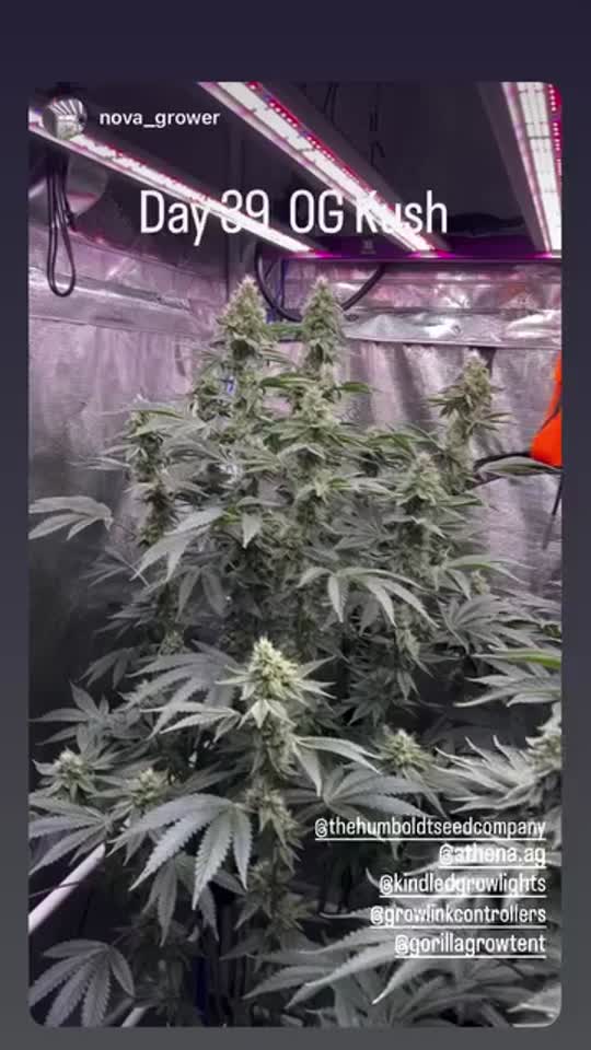 OG Kush Cannabis Seeds