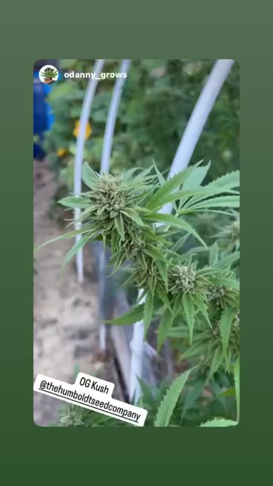 OG Kush Cannabis Seeds