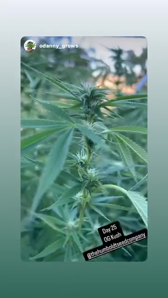 OG Kush Cannabis Seeds