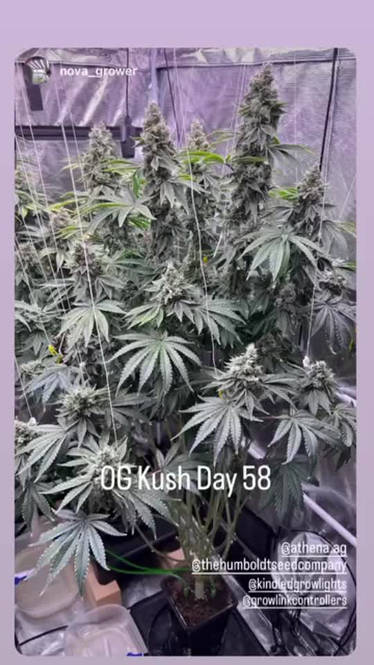OG Kush Cannabis Seeds